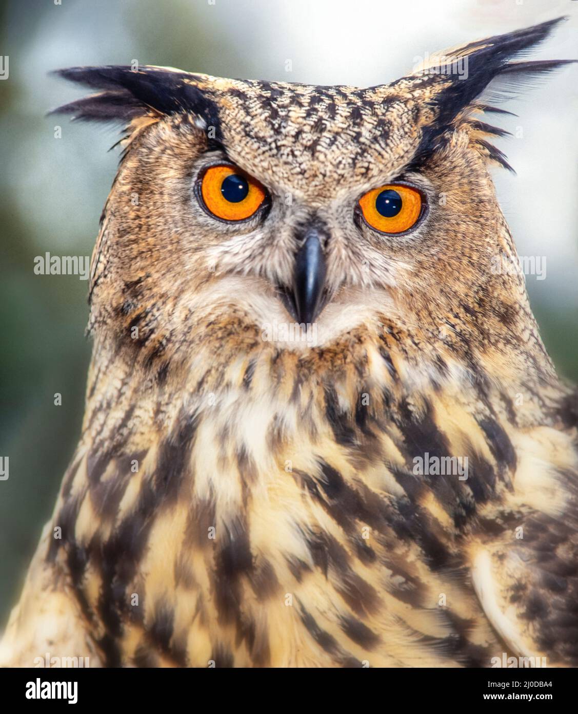 Blick auf die Eurasische Adlereule mit roten Augen Stockfoto