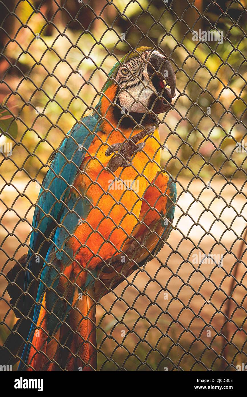 Vida selvagem. Aves brasileiras na natureza. Stockfoto