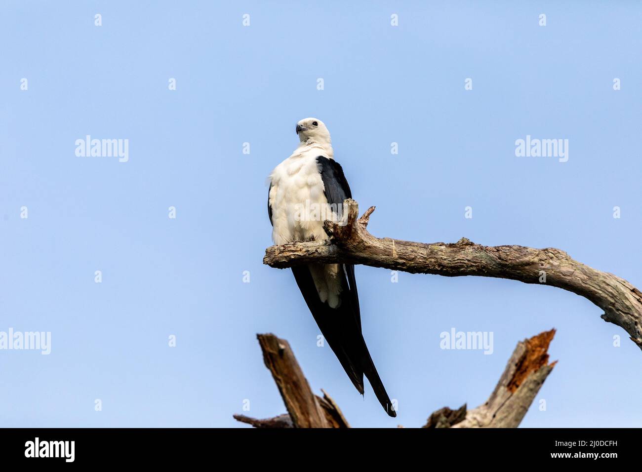 Weiße und graue männliche swallow-tailed kite Elanoides forficatus Sitzstangen auf einem toten Baum Stockfoto