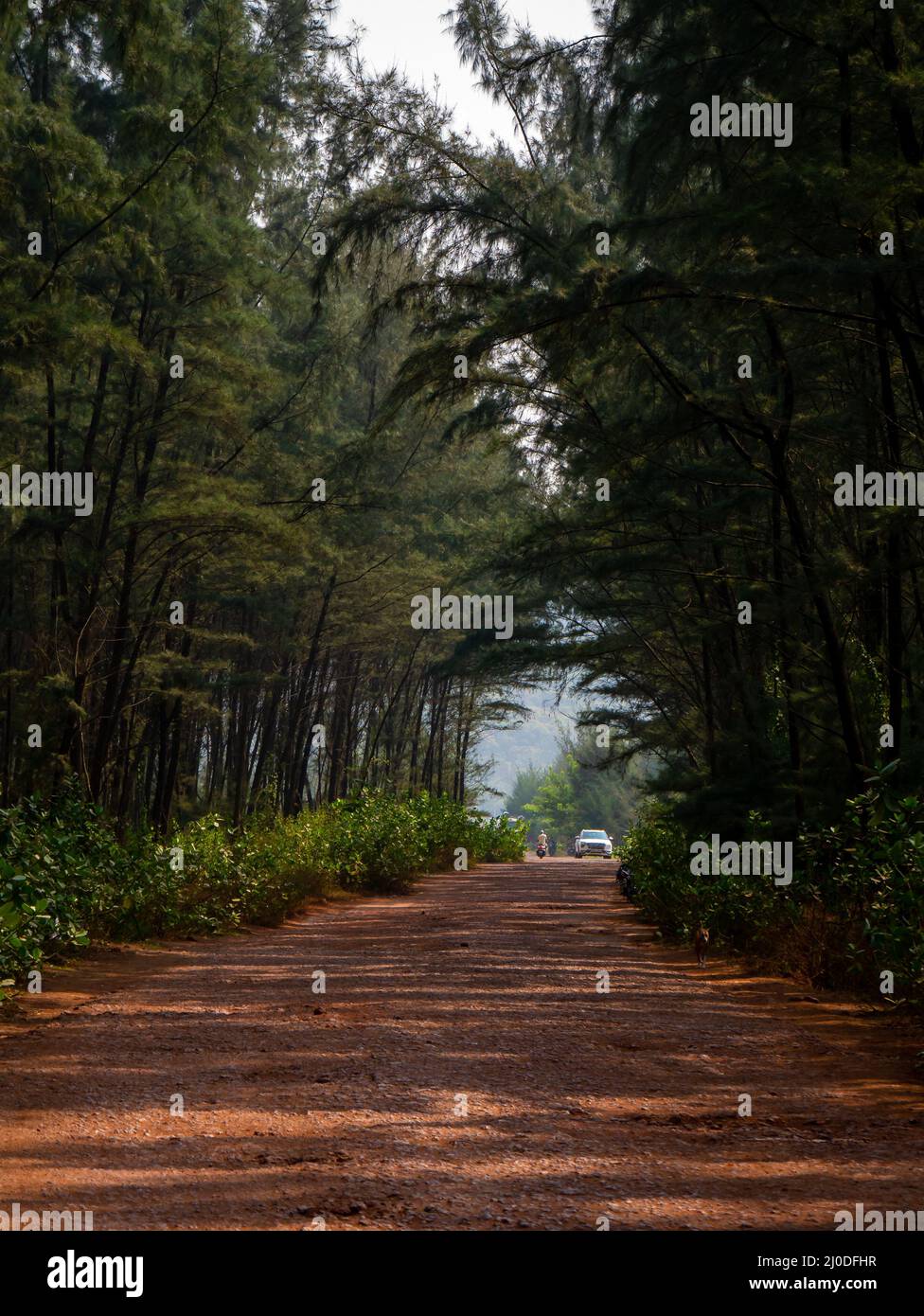 Malvan, INDIEN - 19. Dezember 2021 : Autos, die zwischen Pathway durch Kiefernwälder im Küstengebiet von Maharashtra fahren. Vertikal oder Hochformat ausgerichtet Stockfoto