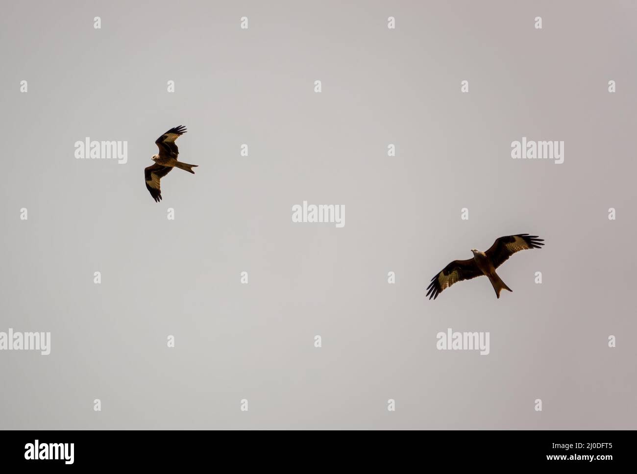 Ein Paar wilder roter Drachen (Milvus milvus) im Flug Stockfoto