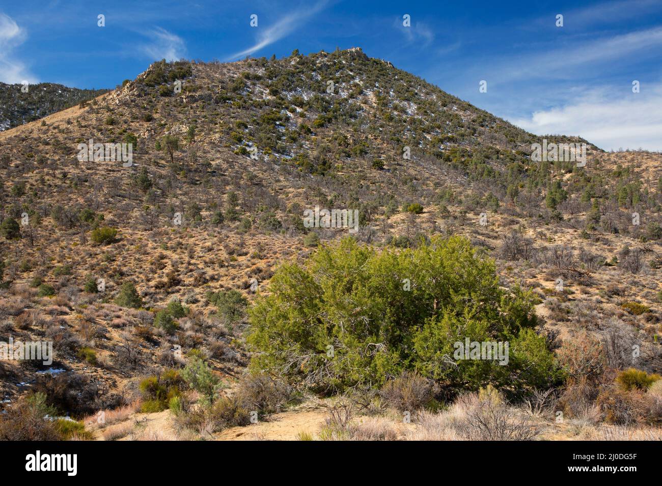 Juniper Woodland in der Nähe von Walker Pass, Pacific Crest National Scenic Trail, Kiavah Wilderness, Sequoia National Forest, Kalifornien Stockfoto