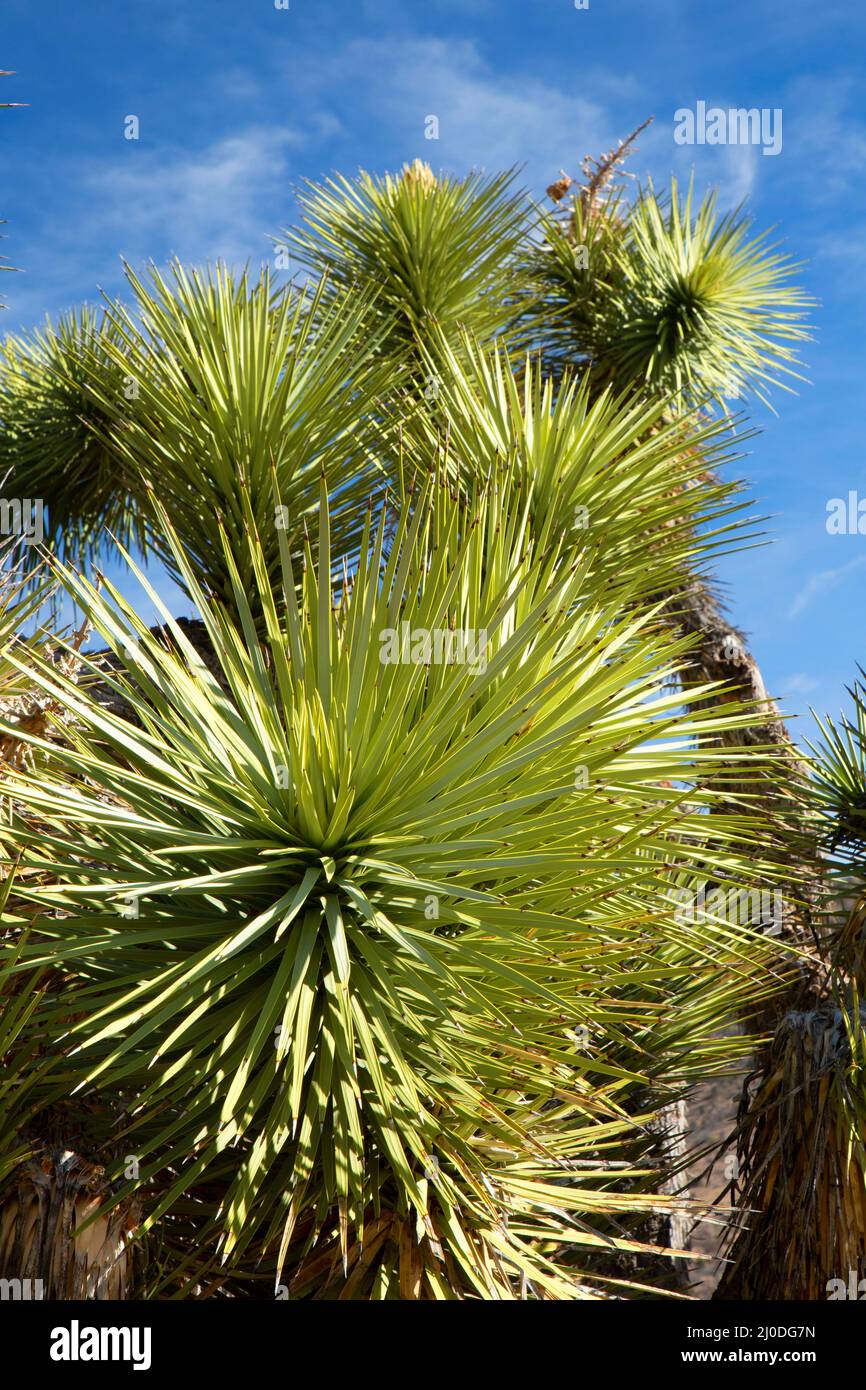 Joshua Tree (Yucca brevifolia) in der Nähe von Walker Pass, Pacific Crest National Scenic Trail, Kiavah Wilderness, Sequoia National Forest, Kalifornien Stockfoto