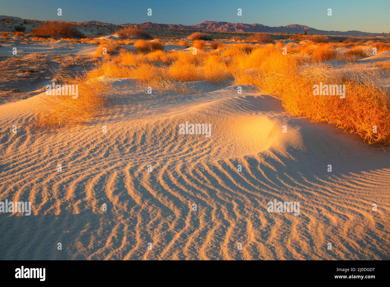 Sanddünen, Camp Cady State Wildlife Area, Kalifornien Stockfoto