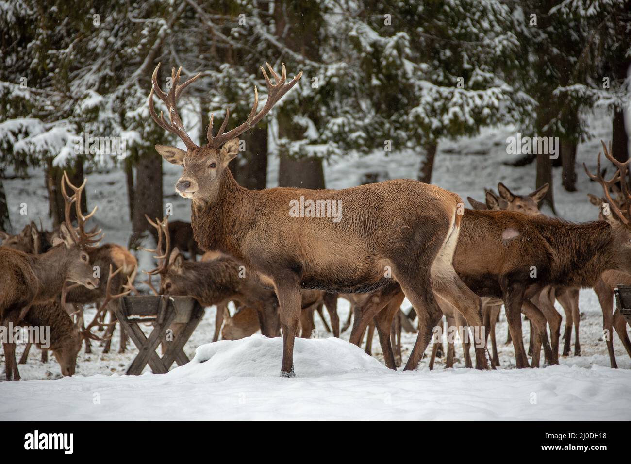 Rehe im Winter. Stockfoto