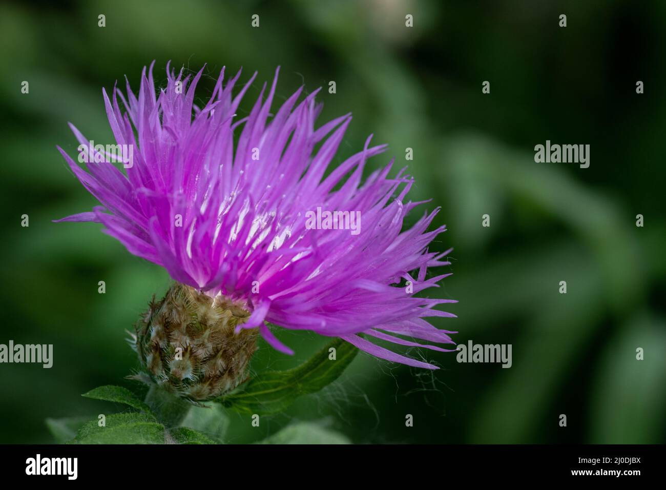 Lila Stachelige Blume Lila Blüte Stockfotos und -bilder Kaufen - Alamy