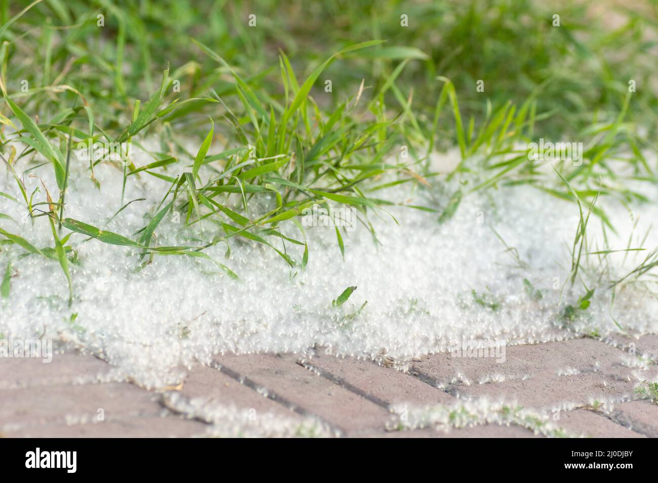 Pappelflaum auf der Straße. Gras in Pappelflaum, Nahaufnahme. Flauschige Flusensamen. Reproduktion von Bäumen. Allergie gegen blühende Bäume und Pflanzen. Stockfoto