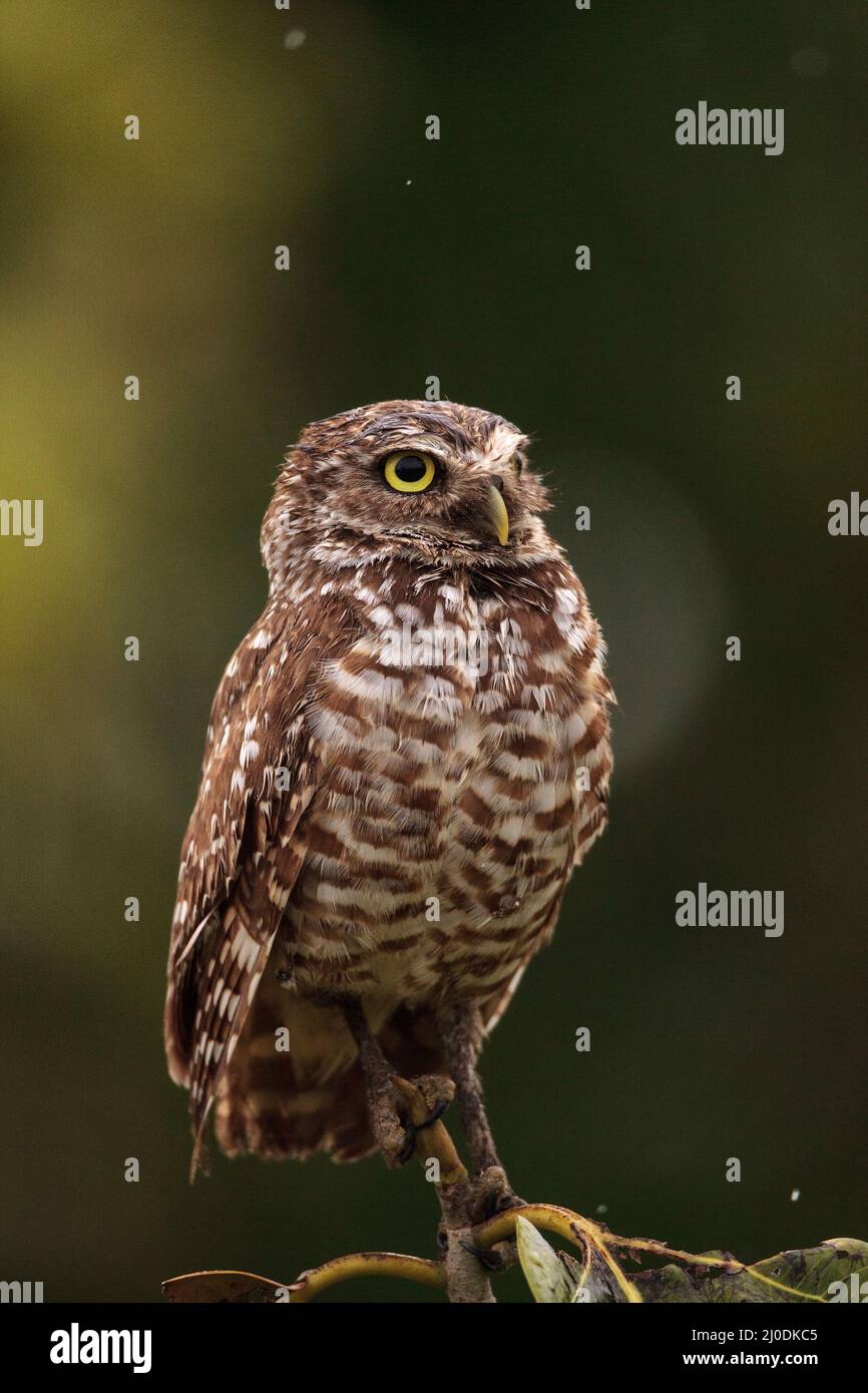 Auf einem kleinen Baum, ein Erwachsener Grabenden owl Athene cunicularia Sitzstangen Stockfoto