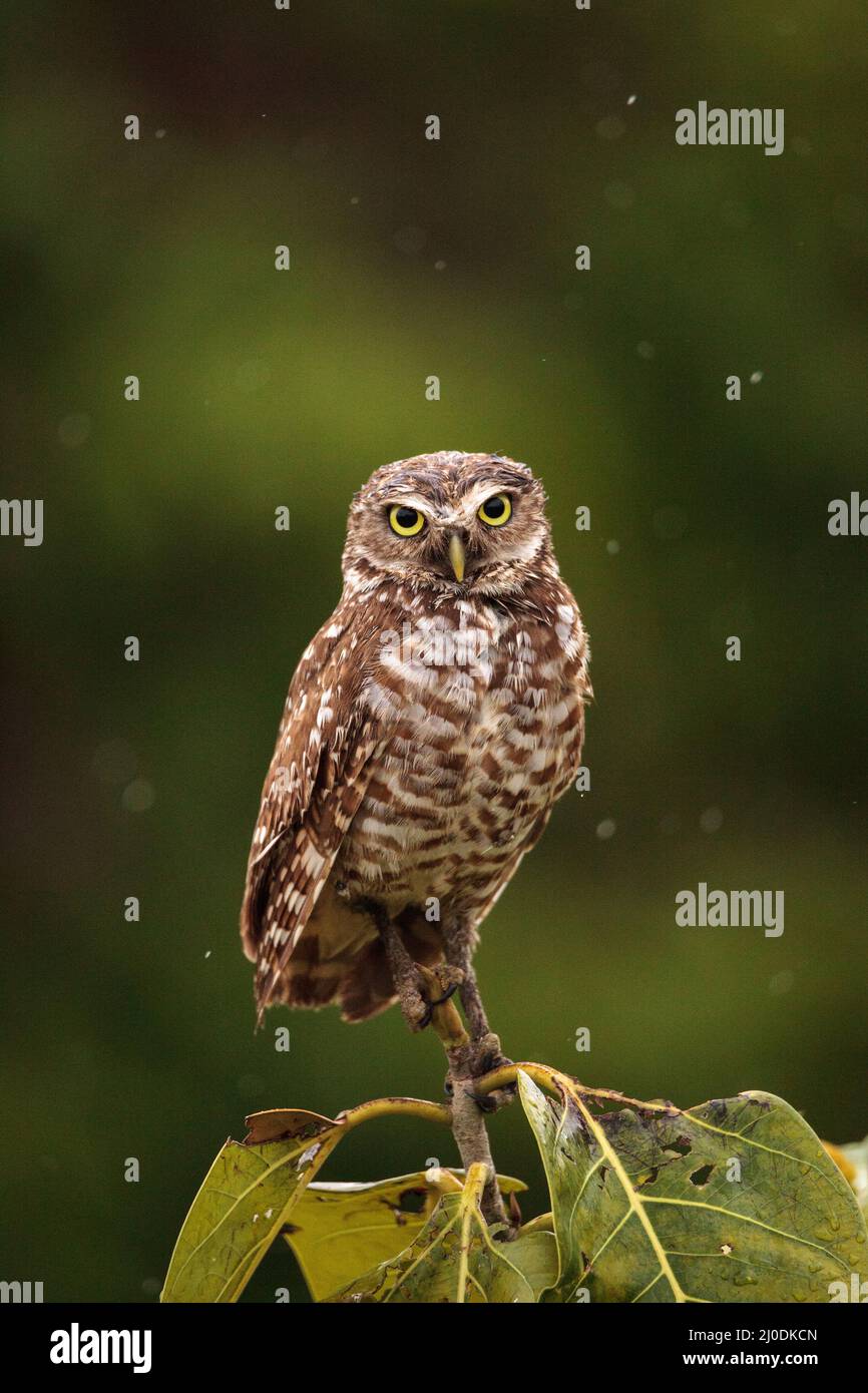 Auf einem kleinen Baum, ein Erwachsener Grabenden owl Athene cunicularia Sitzstangen Stockfoto