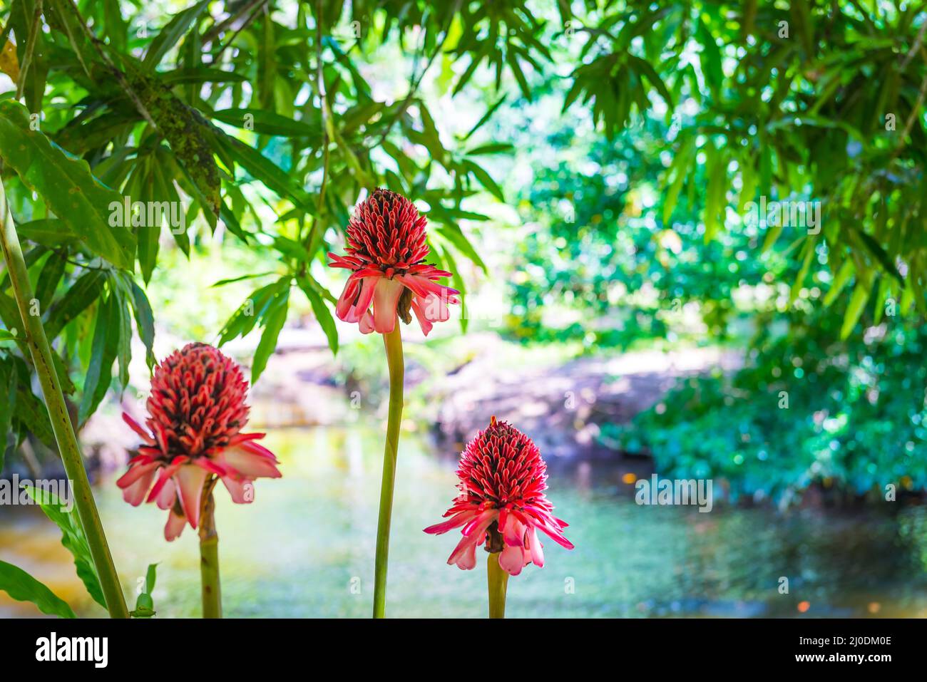 Die etlingera exotische rosa Blume in der Natur Stockfoto