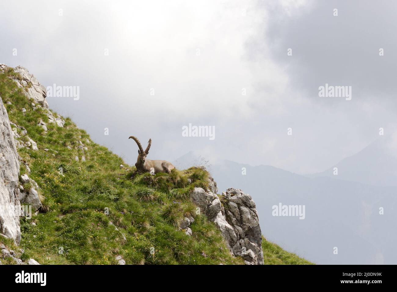 Ein steinbock auf einem Berg Stockfoto