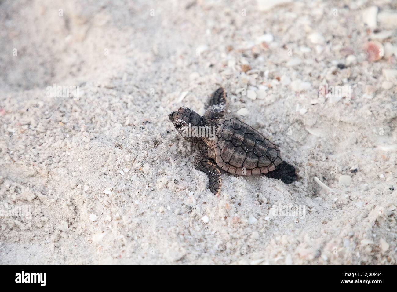 Schlüpfende Baby-Karettschildkröten Caretta caretta klettern aus ihrem Nest Stockfoto