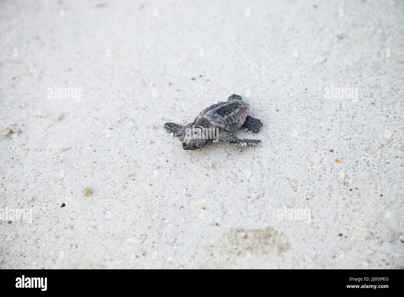 Schlüpfende Baby-Karettschildkröten Caretta caretta klettern aus ihrem Nest Stockfoto