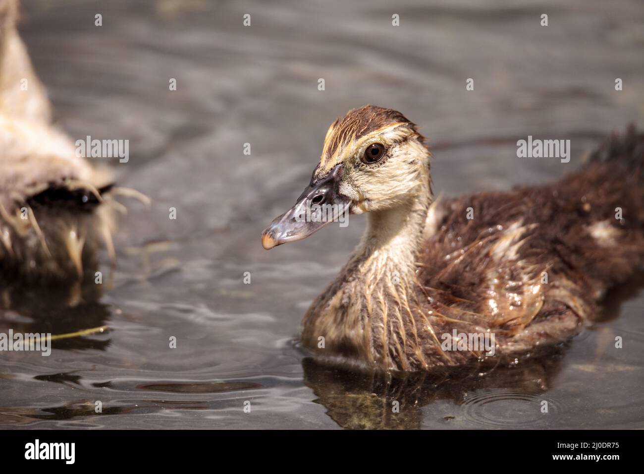 Jugendlicher Jugendmuscovoy duckling Cairina moschata, bevor Federn vollständig gebildet sind Stockfoto