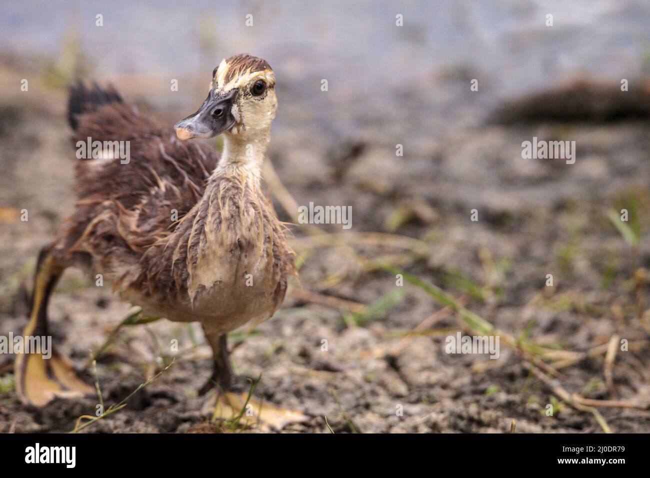 Jugendlicher Jugendmuscovoy duckling Cairina moschata, bevor Federn vollständig gebildet sind Stockfoto