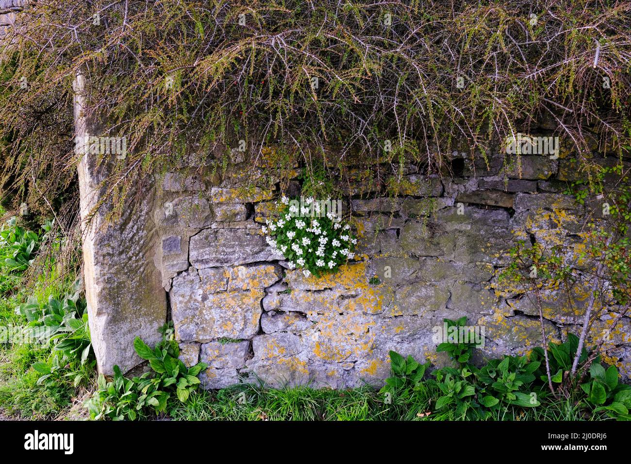Ein wunderschöner Klumpen weißer Blumen, der aus einer zerbröckelnden alten, mit Flechten bedeckten Steinmauer hervortritt. Stockfoto Ein wunderschöner Klumpen weißer Blumen, der aus einer zerbröckelnden alten, mit Flechten bedeckten Steinmauer hervortritt. Stockfoto