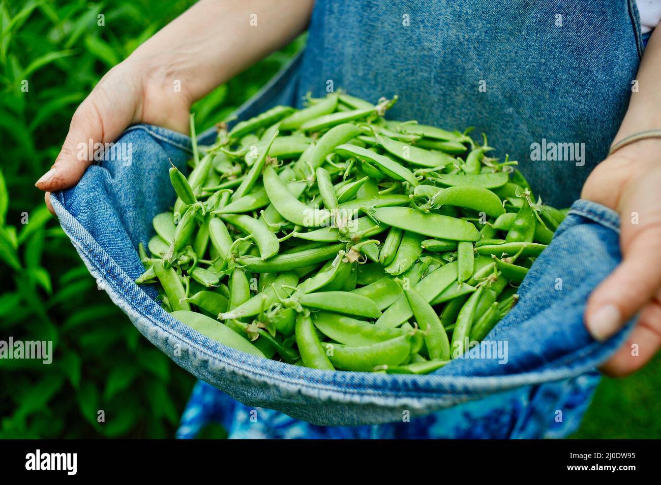 Frau aus dem mittleren Alter, die als Gärtnerin mit Schürze frisch geerntete Zuckererbsen aus Zuckerwannenzucker trägt, im Garten von Browntown, Wisconsin, USA Stockfoto