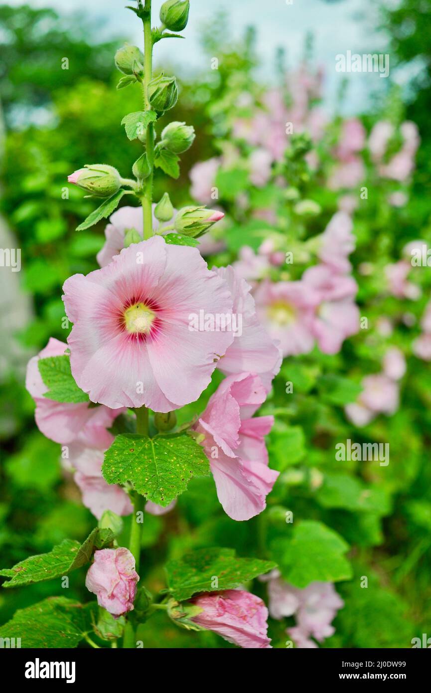 Farbenfrohe, hohe rosa Hollyhocks (Alcea rosea), die im Bio-Garten wachsen und im Sommer in voller Blüte stehen, Browntown, Wisconsin, USA Stockfoto