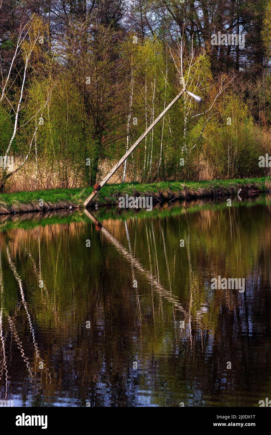 Birke Wald durch das Wasser im Herbst. Stockfoto