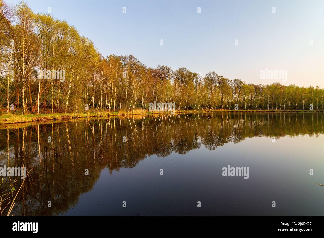 Birke Wald durch das Wasser im Herbst. Stockfoto