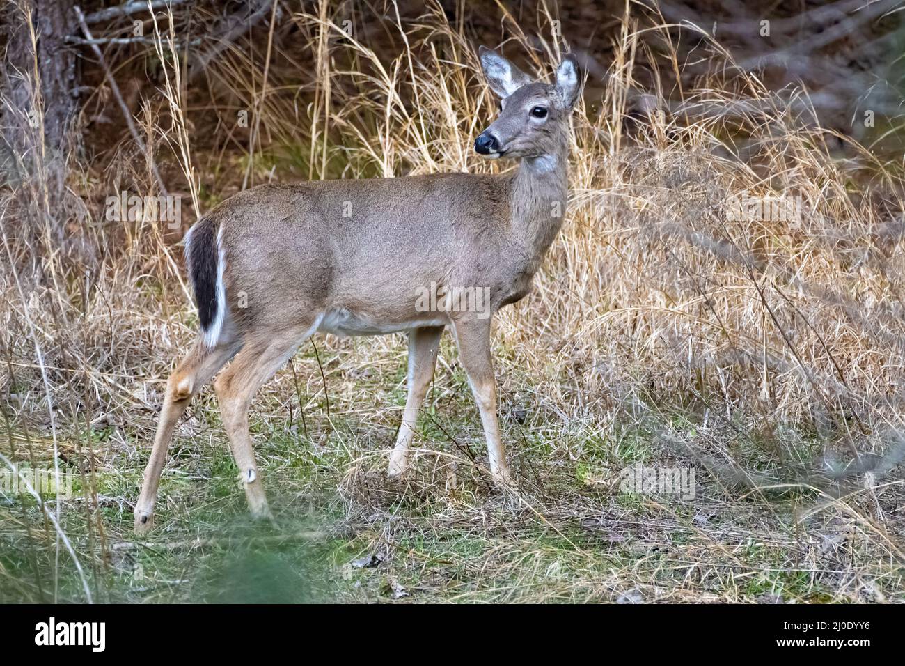 Wilder Weißschwanzhirsch im Don Carter State Park am Lake Lanier in Gainesville, Georgia. (USA) Stockfoto