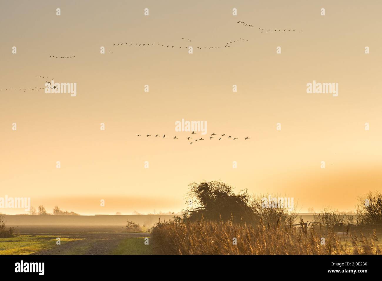 Fliegende Gänse und Schwäne bei Sonnenaufgang Stockfoto