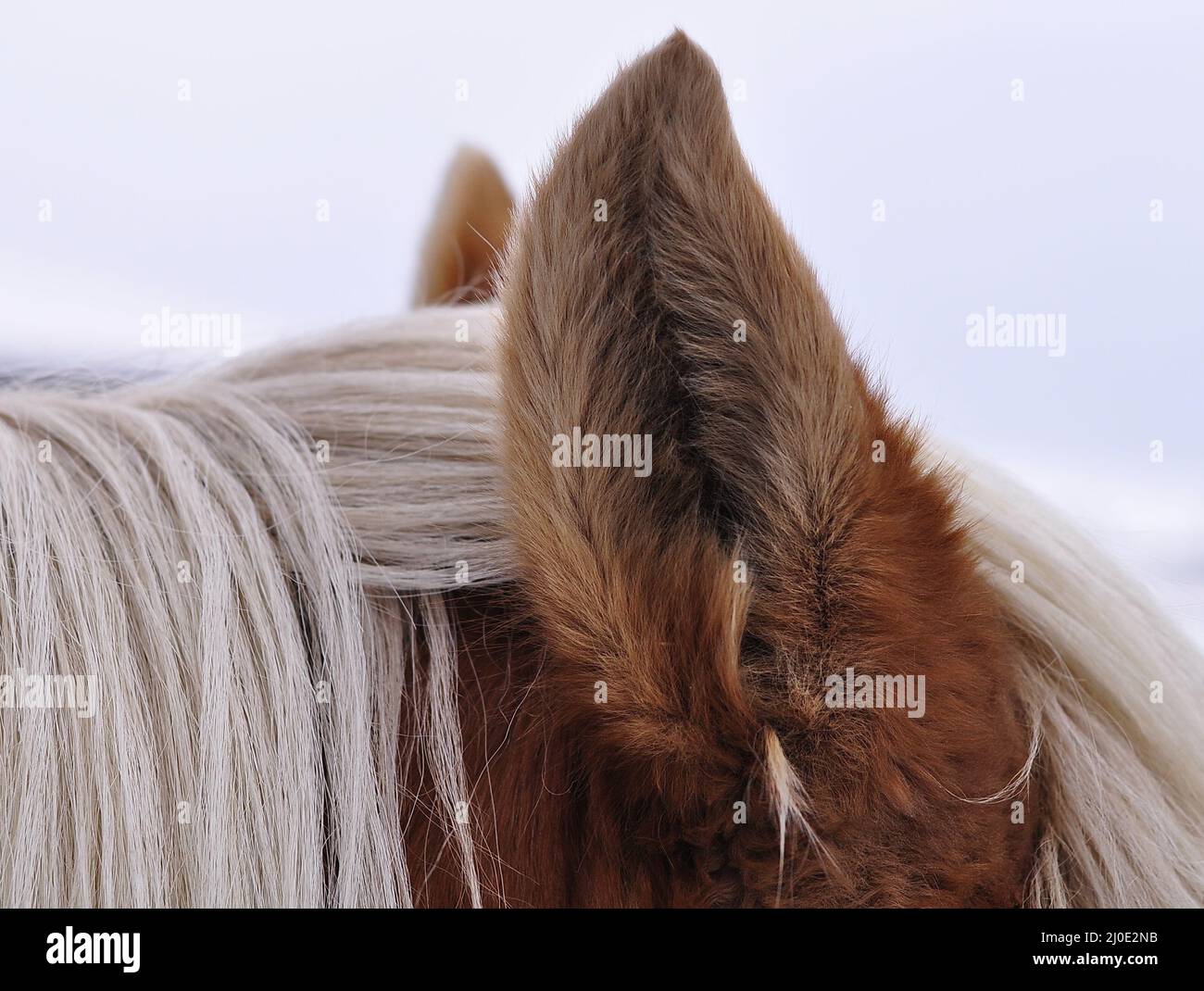 Pferde Ohr Stockfoto