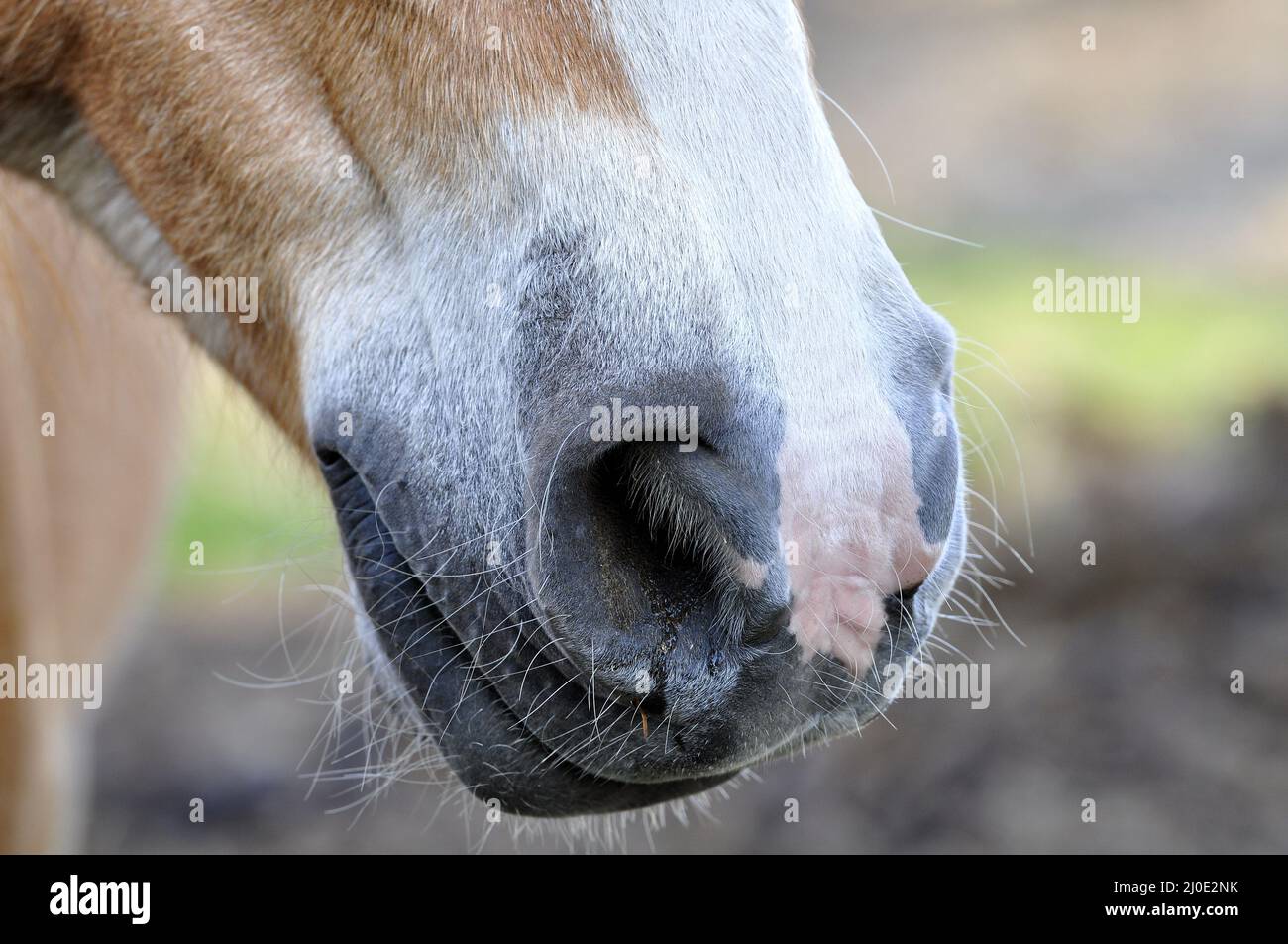 Pferd Nasenlöcher Stockfoto