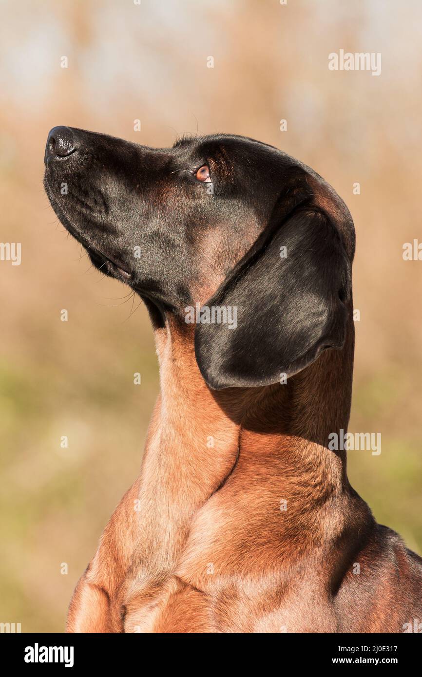 Bayerischer Jagdhund Stockfoto