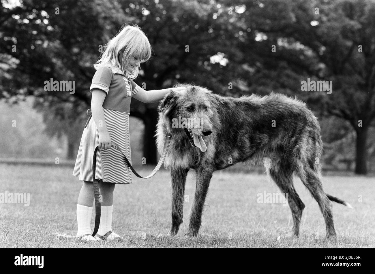 Die 5-jährige Billie Joe Hibberd aus Wood Green, London, scheint immer Probleme zu haben, wenn sie ihren Irish-Wolfhound 'Milligan' zu einem Spaziergang bringt. Sie sind im Hyde Park abgebildet. 12.. September 1979. Stockfoto