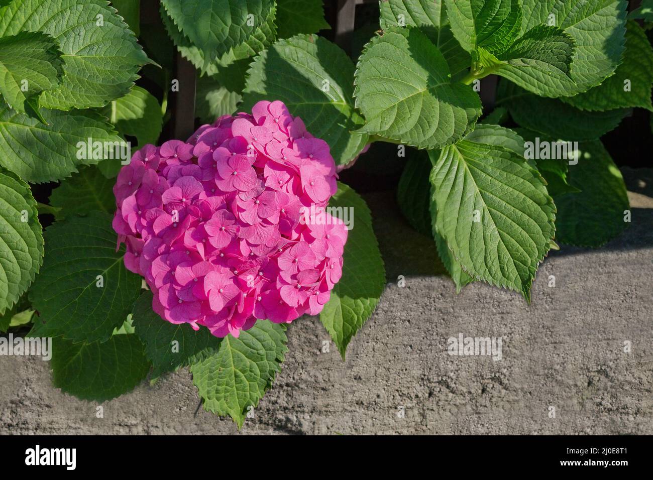 Eine rosa Hortensien im Garten in der Nähe Stockfoto