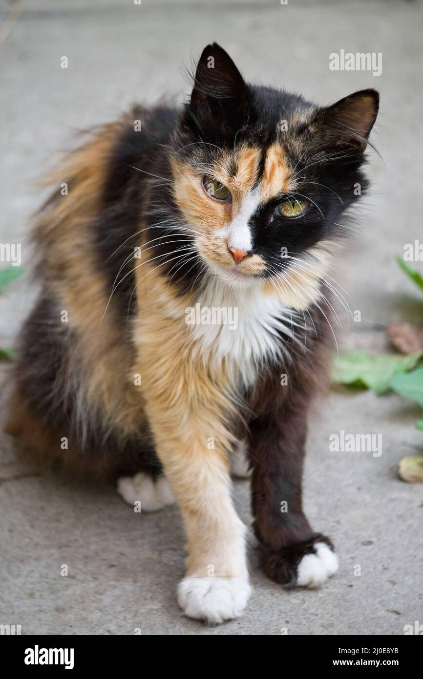Tricolor melierte flauschige Katze Nahaufnahme Stockfoto