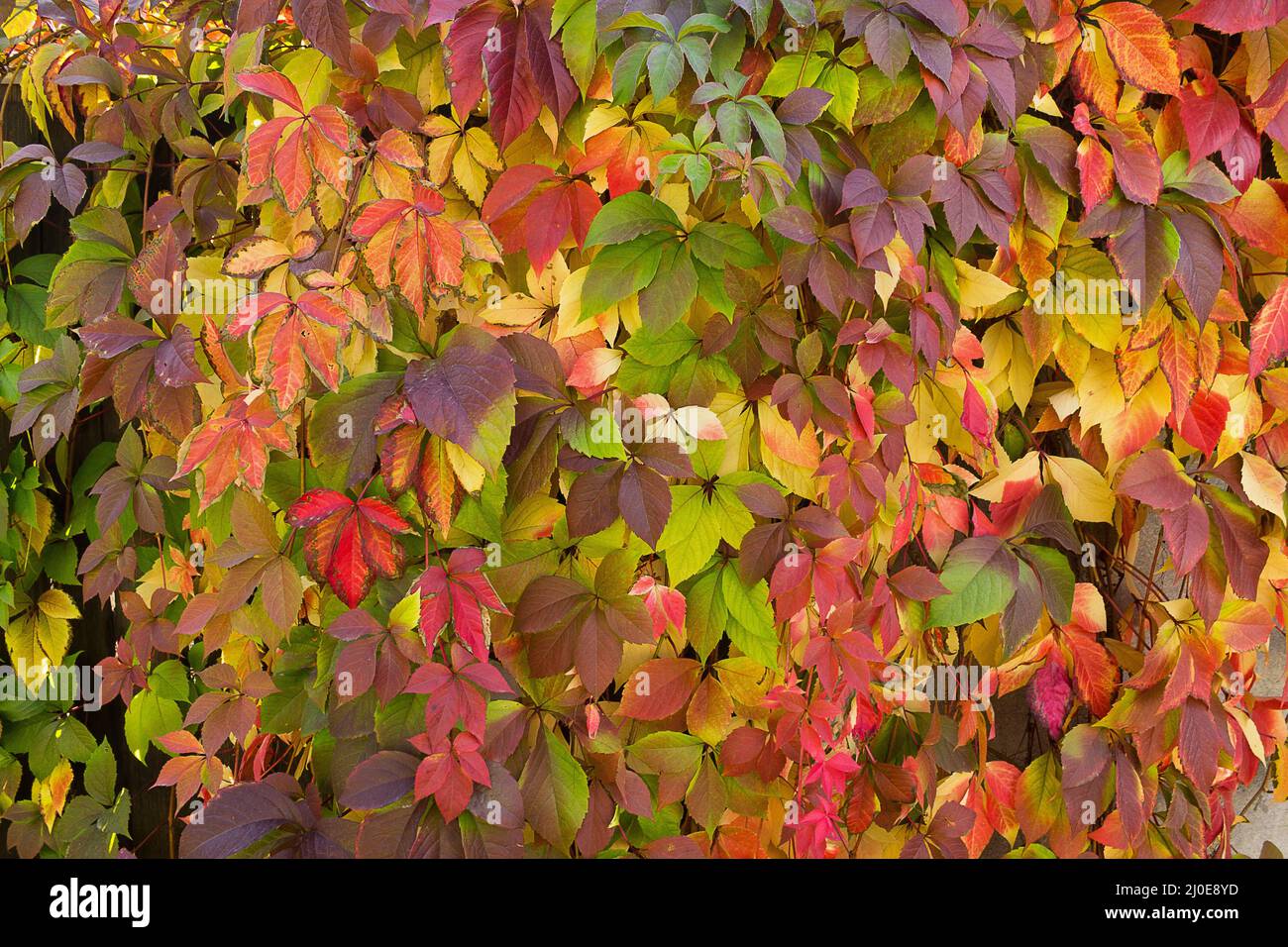 Orangefarbener Herbsthintergrund mit Blättern aus wilder Traube aus der Nähe Stockfoto