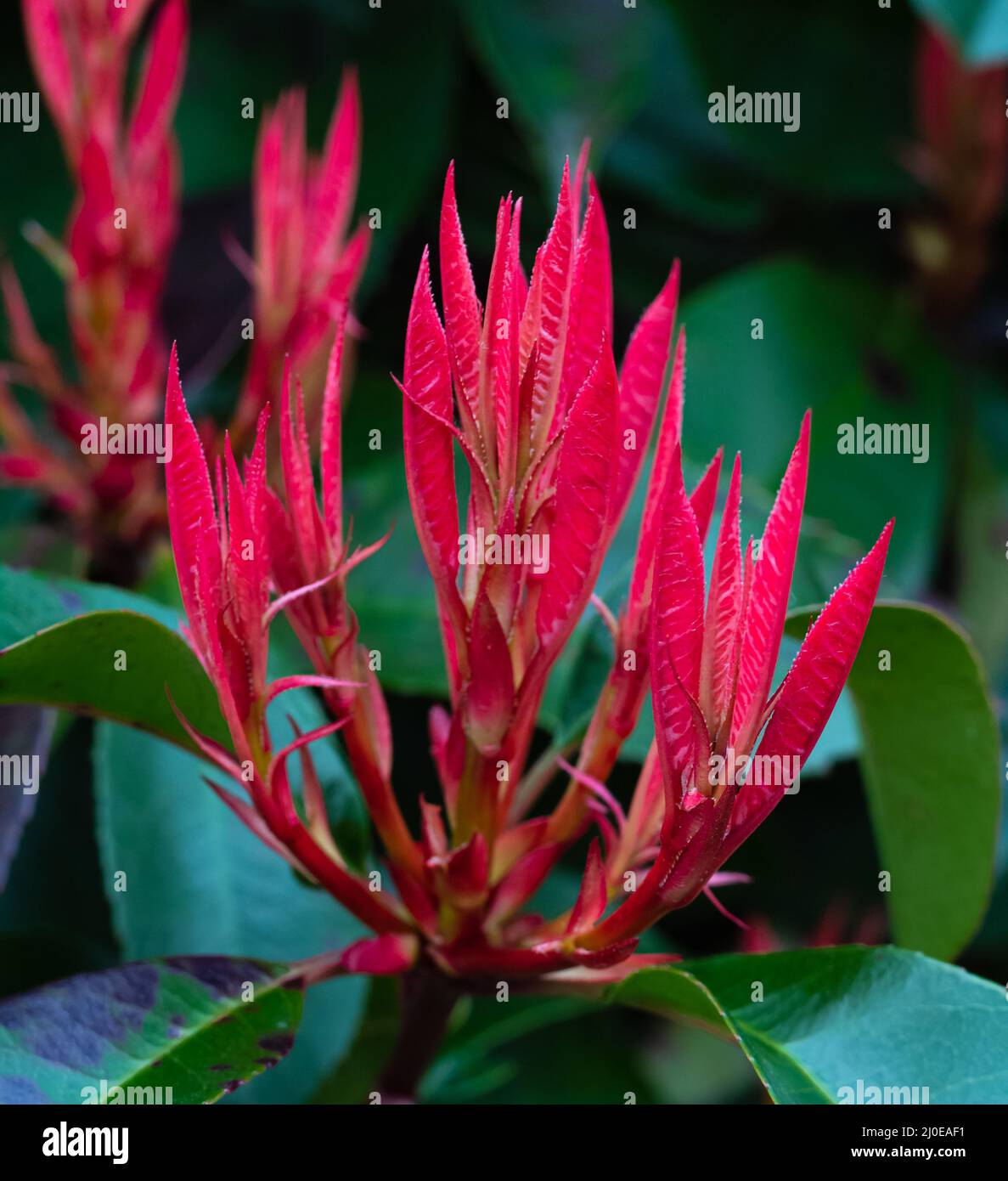 Pieris japonica Flaming Silber immergrüner Strauch mit violett-rosa Laub im Rock Park gewachsen. Stockfoto