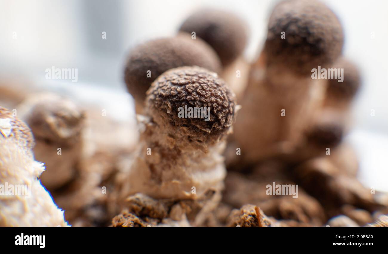 Shiitake-Pilze zu Hause anbauen. Stockfoto