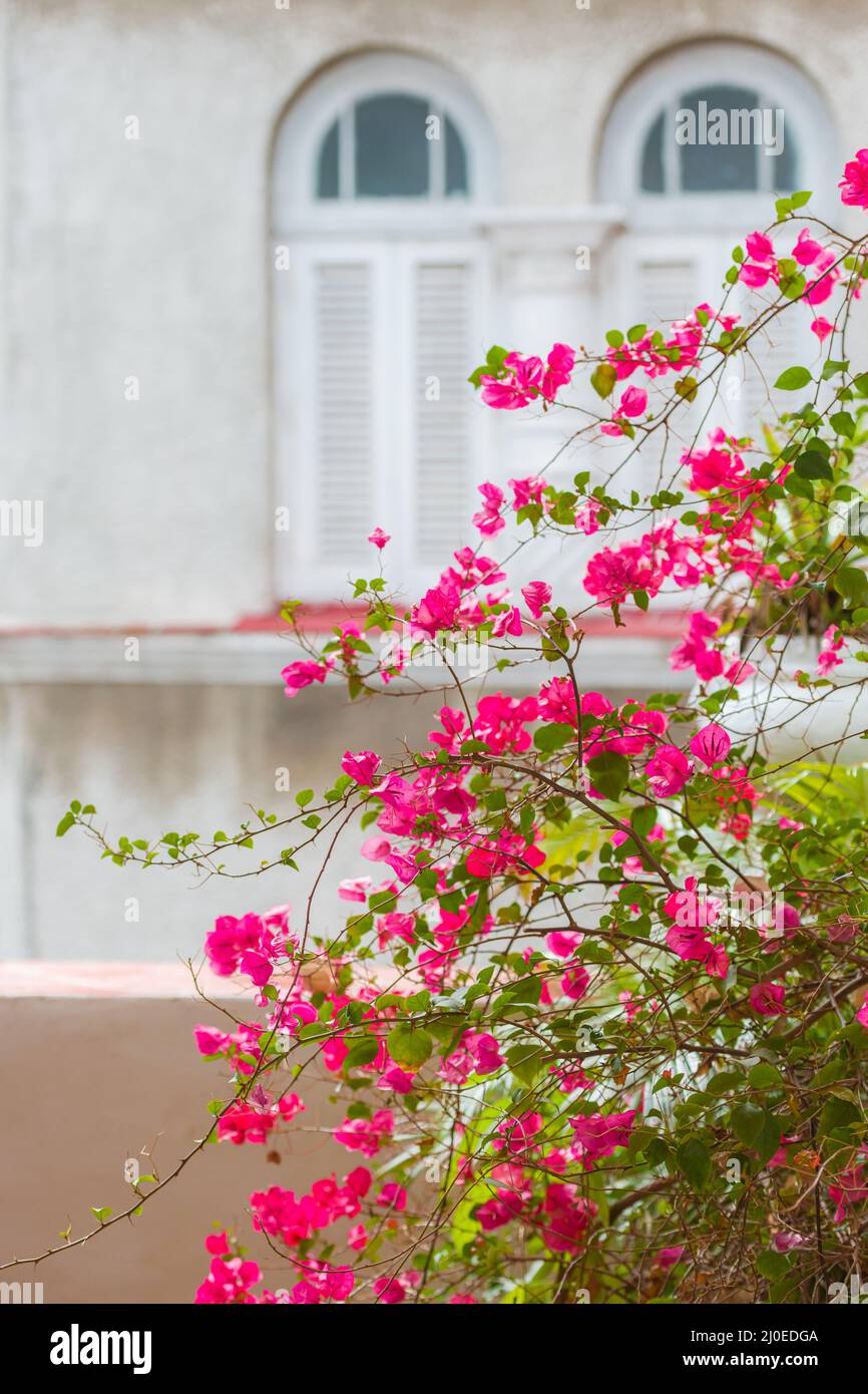 Eine Bougainvillea-Pflanze unter Morgenlicht auf einer Terrasse mit der Stadtarchitektur als Hintergrund. Stockfoto