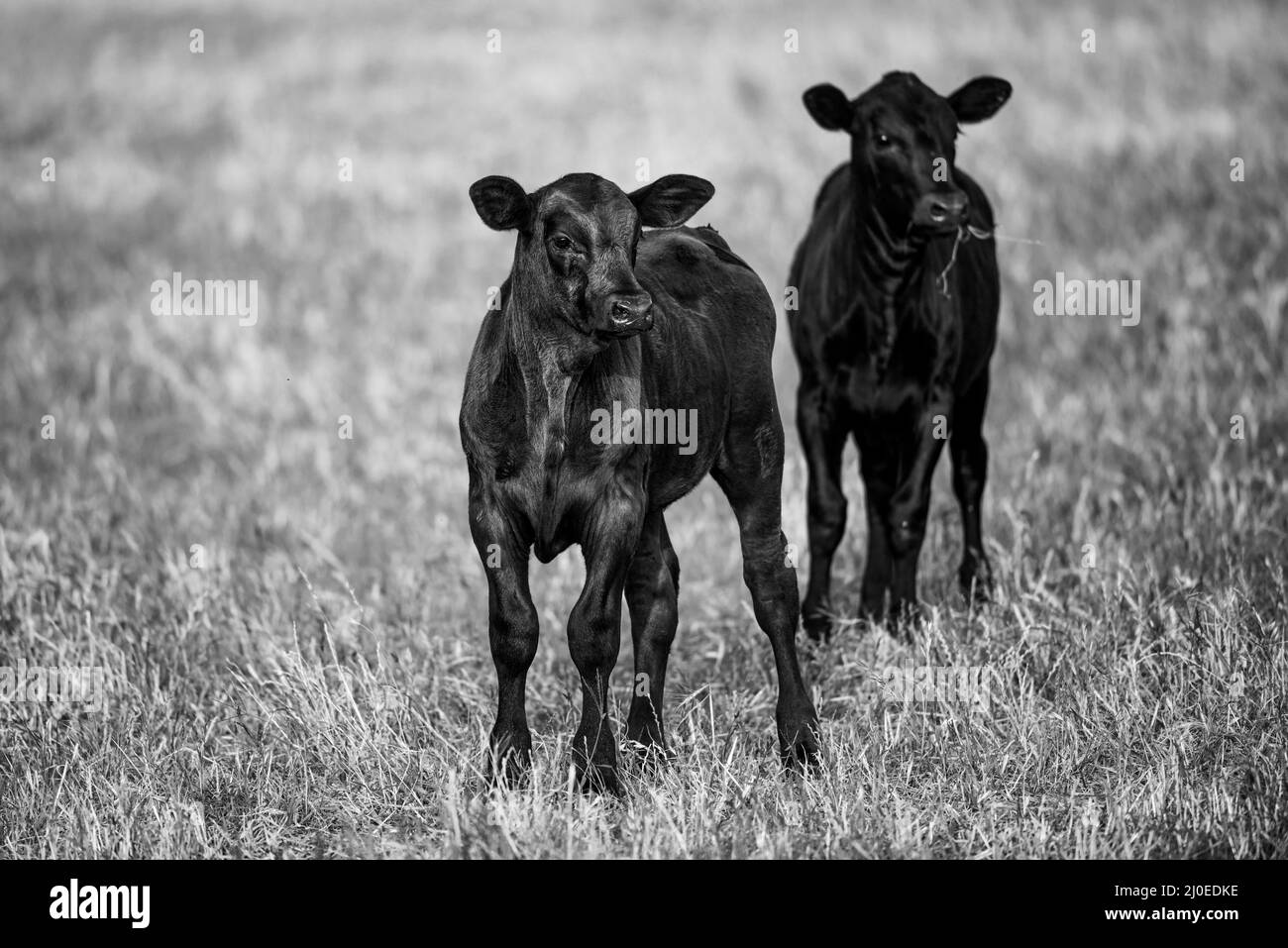 Kühe auf dem Land im Freien. Rinderkalb im Gras. Stockfoto