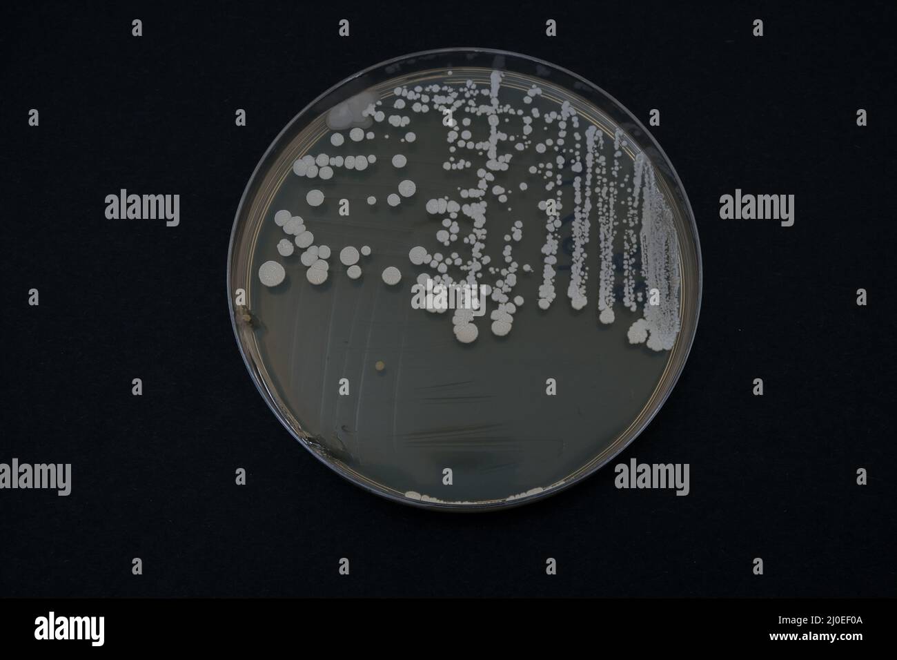 Foto des Wachstums von Bakterienkolonien auf Nähragar Stockfoto