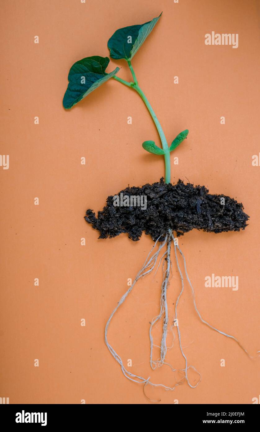 Nahaufnahme der entwurzelten Bohnenpflanze auf orangefarbenem Hintergrund Stockfoto