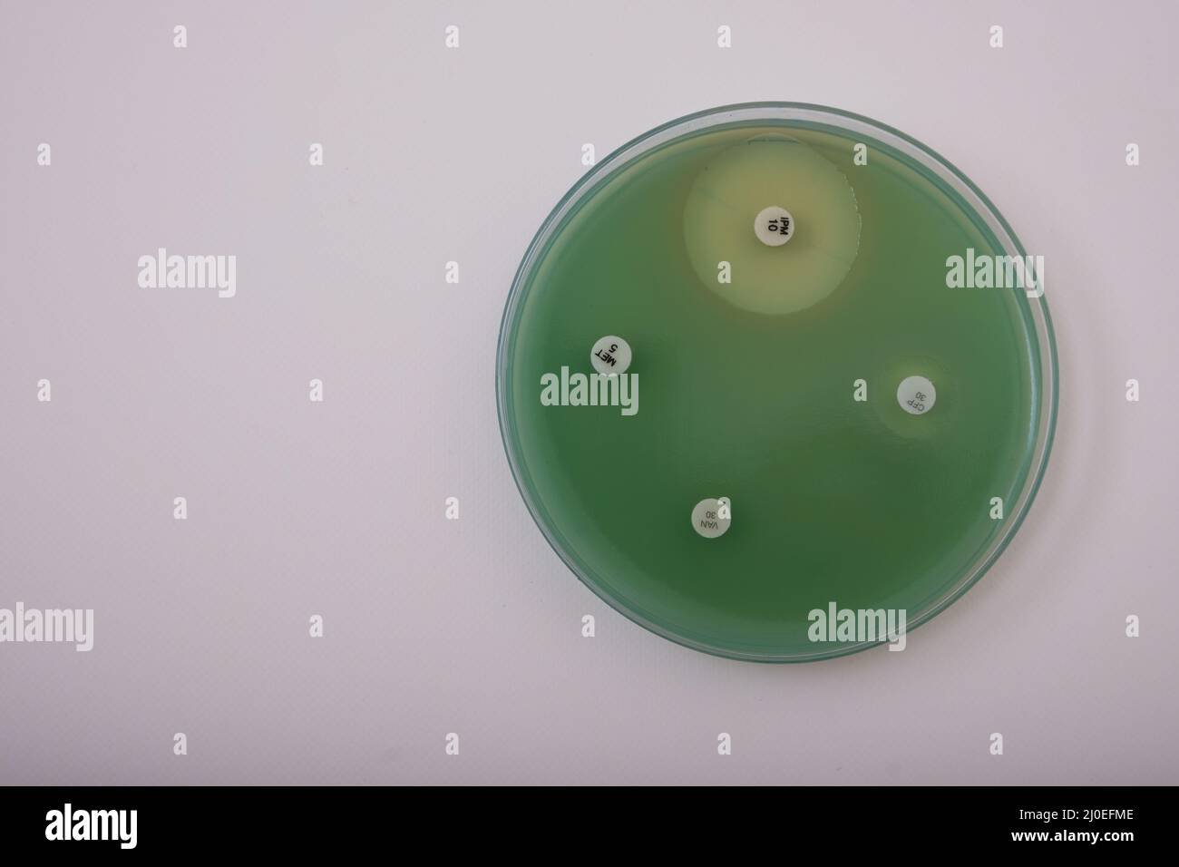 Foto des Wachstums von Pseudomonas-Bakterien auf Nähragar mit antibiotischen Scheiben, um die Resistenz zu testen Stockfoto