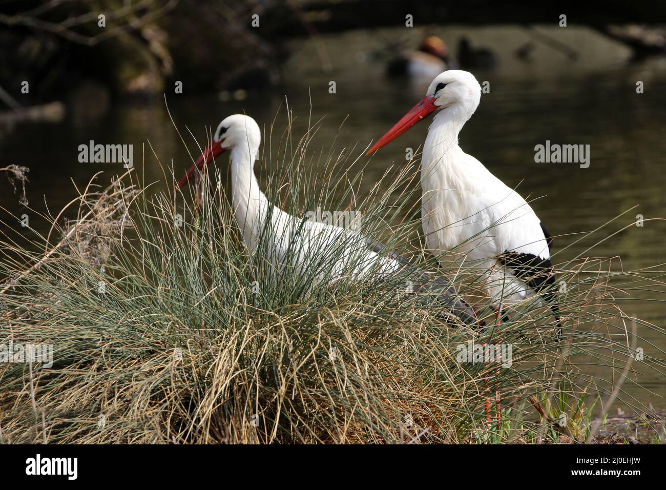 Weißstörche Stockfoto