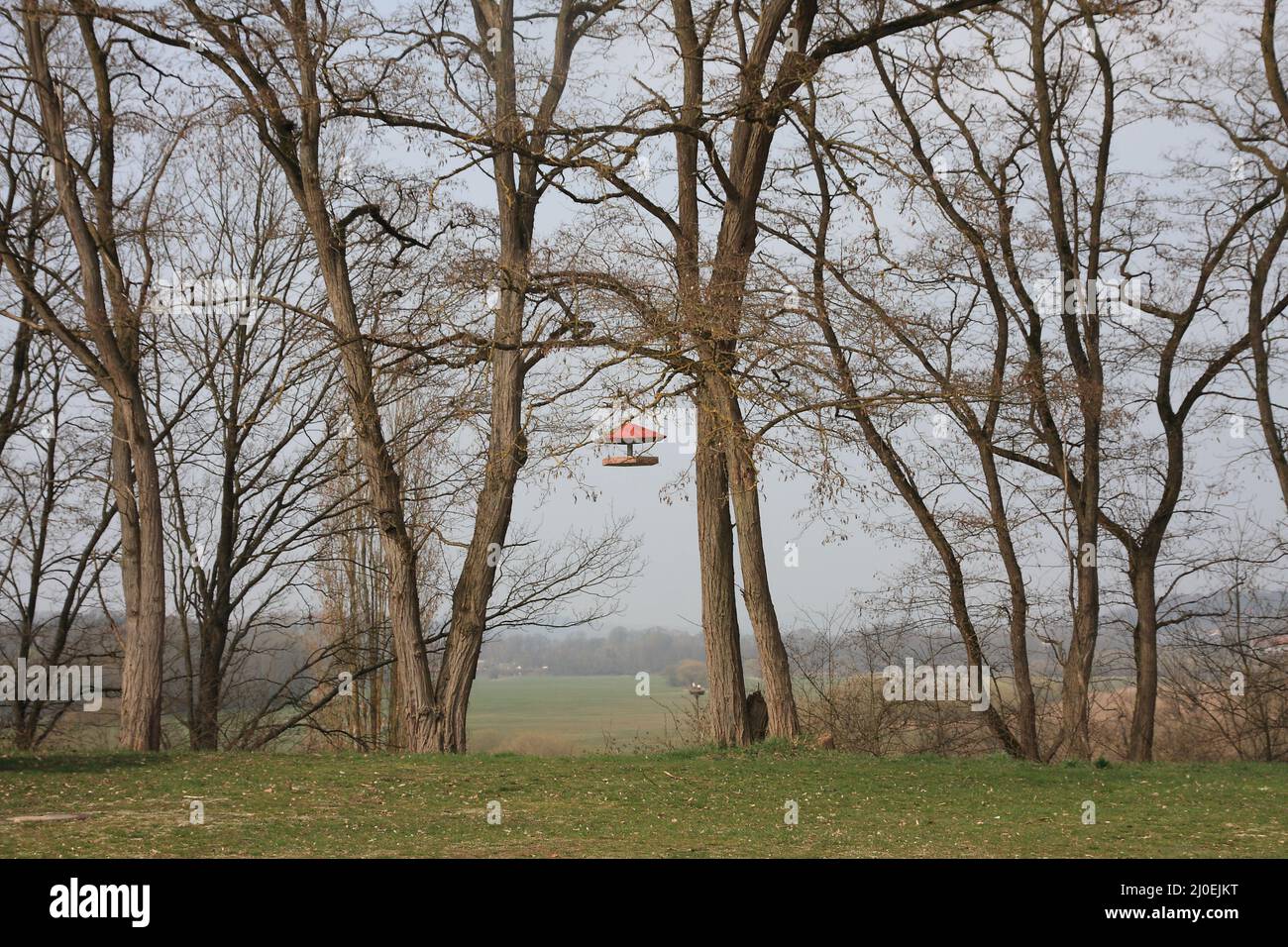 Natürliche Idylle im Biotop Stockfoto