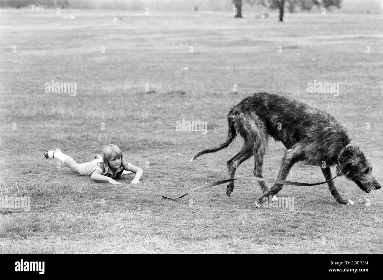 Die 5-jährige Billie Joe Hibberd aus Wood Green, London, scheint immer Probleme zu haben, wenn sie ihren Irish-Wolfhound 'Milligan' zu einem Spaziergang bringt. Sie sind im Hyde Park abgebildet. 12.. September 1979. Stockfoto