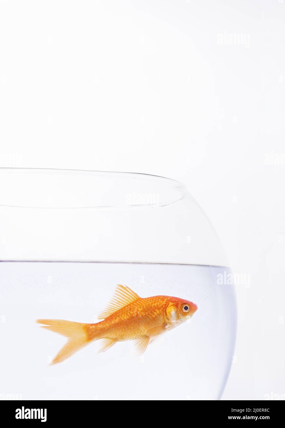 Einzelner Goldfisch in einer Schüssel Stockfoto