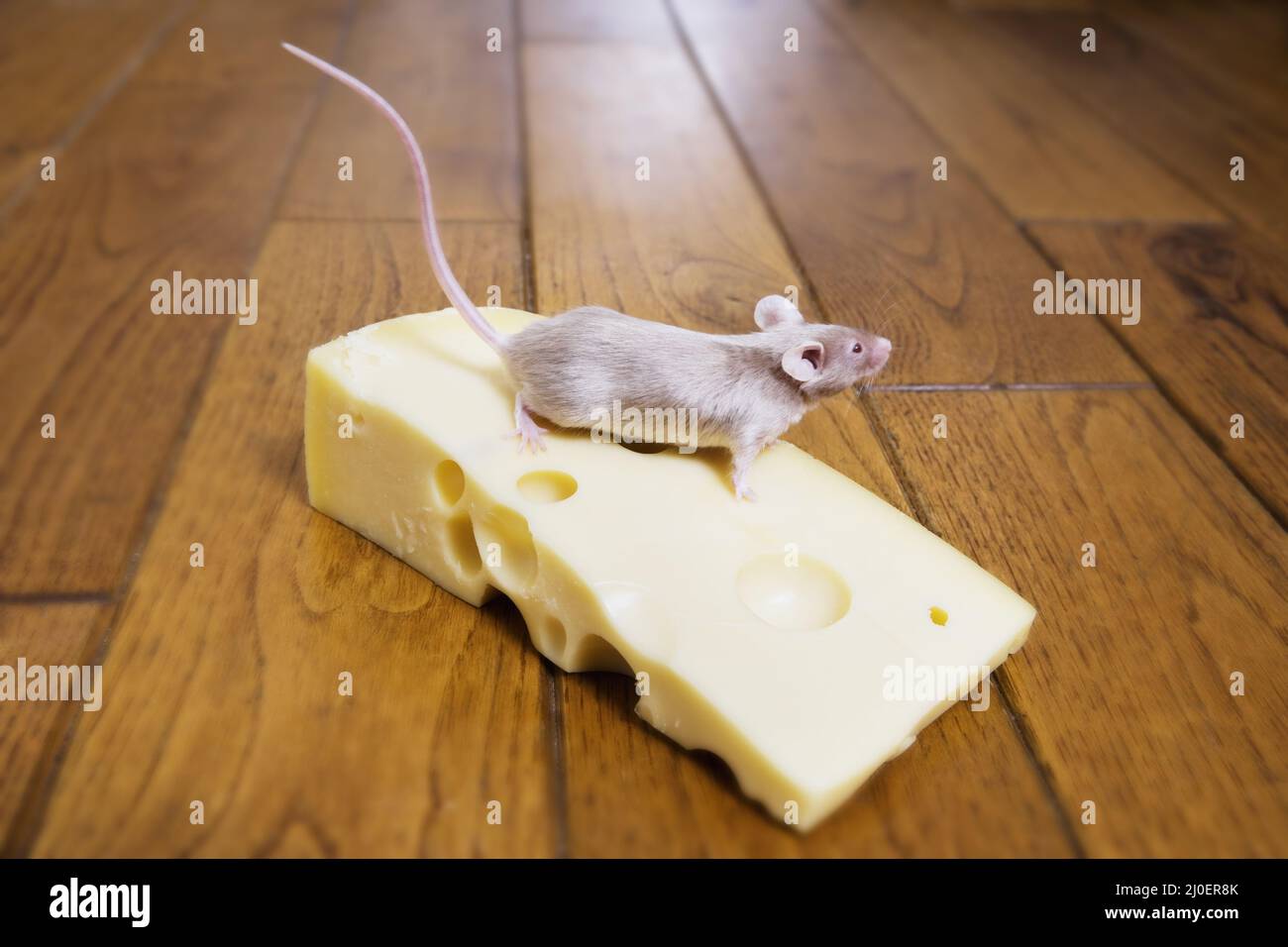Eine Maus auf einem Stück Käse Stockfoto
