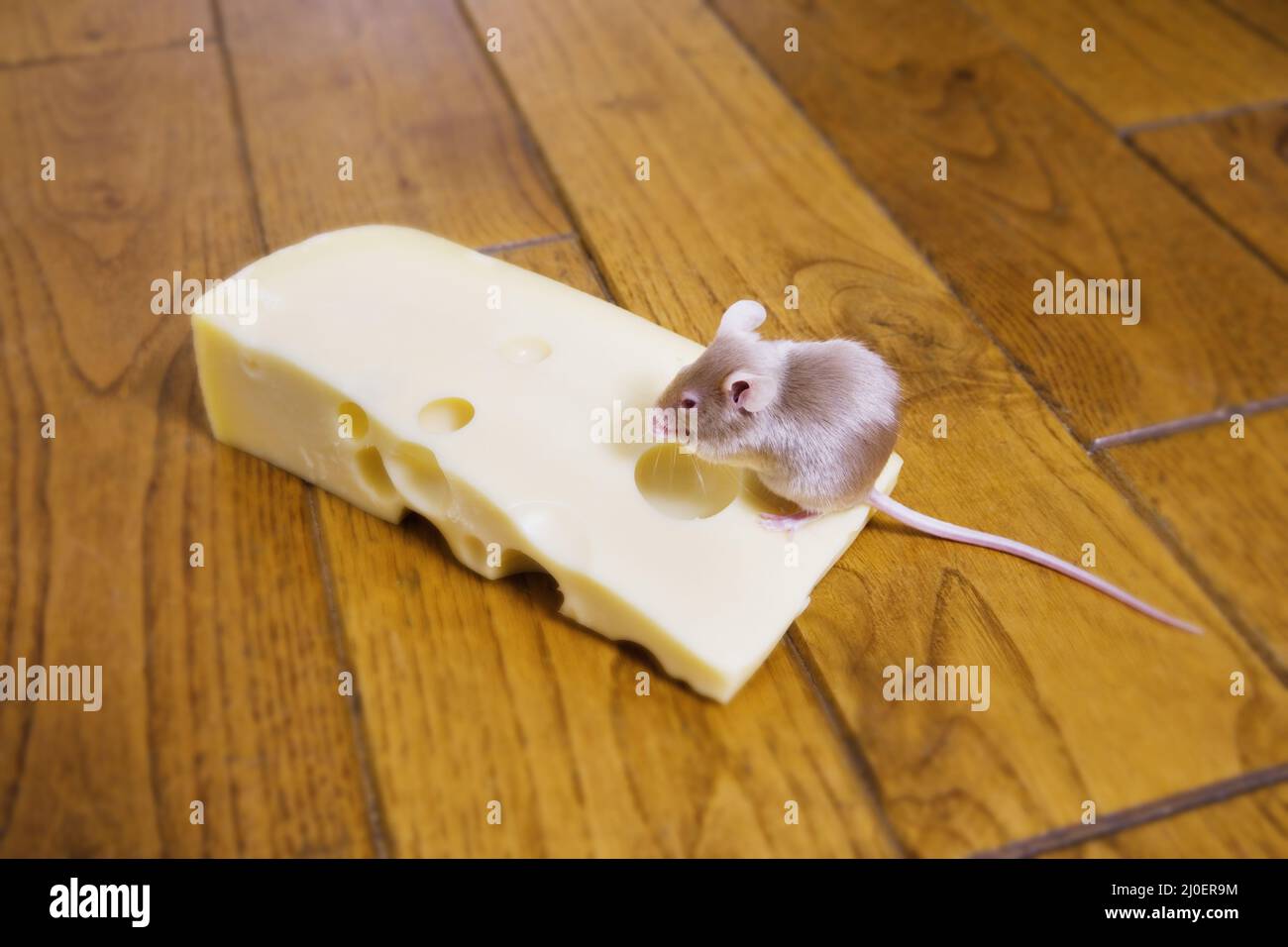 Eine Maus, die sich auf einem Stück Käse ernährt Stockfoto