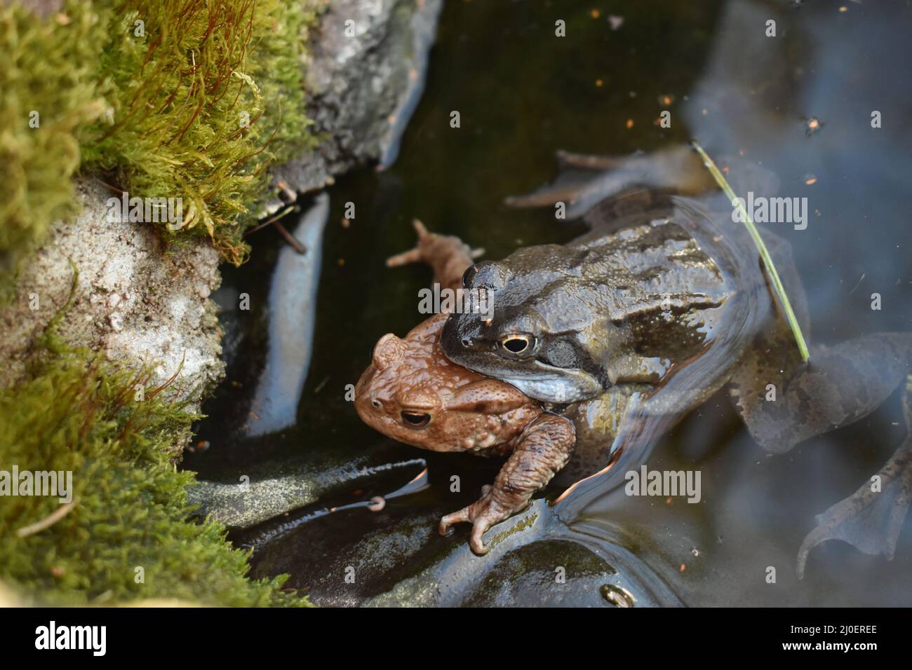 Grasfrosch, Grasfrösche, Frosch, Frösche, Frösche bei der Paarung