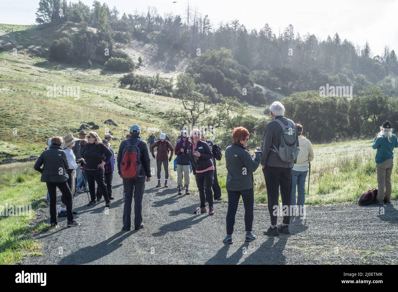 Wanderer auf einer Gruppenwanderung wandern im pazifischen Küstenbereich im Sonoma County, Nordkalifornien, USA, durch die Natur. Stockfoto