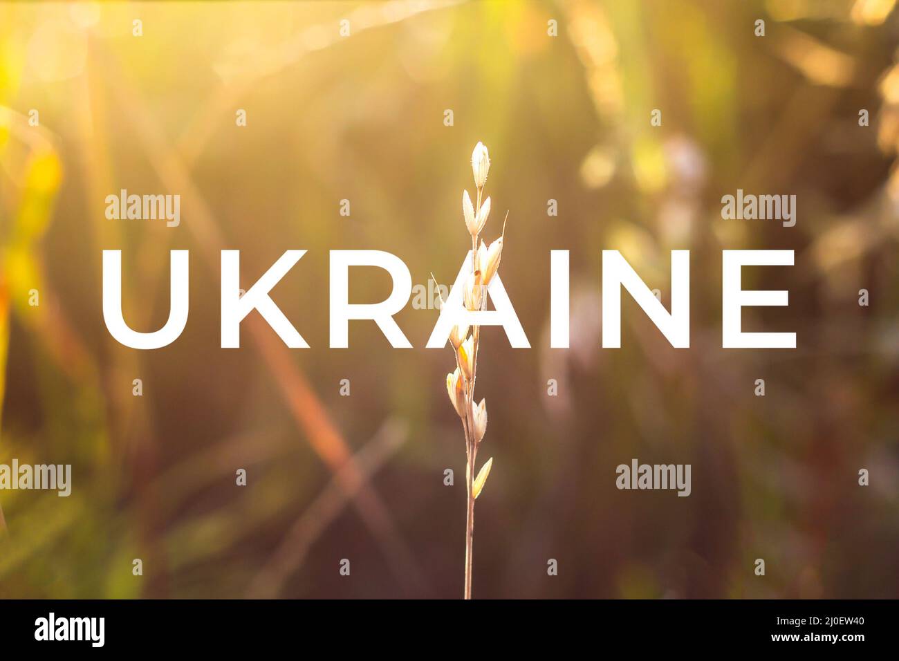 Ukraine-Krieg. Gelb, trocken, winzig, goldenes Feld mit Bokeh und Hintergrundbeleuchtung auf dem Hintergrund. Stachelet in den Strahlen der untergehenden Sonne Eine Nahaufnahme von einem Stockfoto