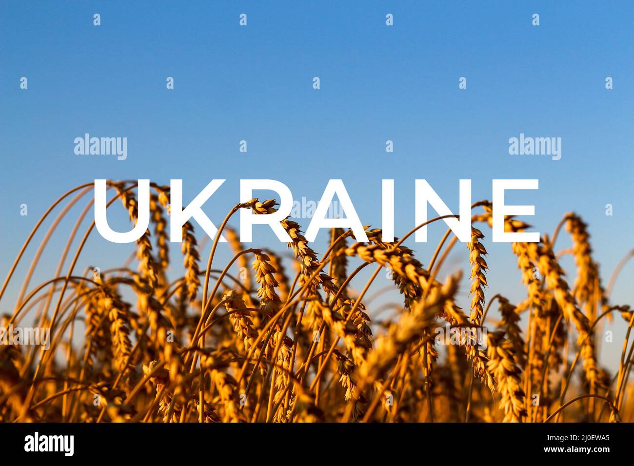 Ukraine-Krieg. Goldenes Weizenfeld gegen blauen Himmel Weizenspitze und blauer Himmel aus der Nähe. Ein goldenes Feld. Schöne Aussicht. Symbol der Ernte und Fruchtbarkeit Stockfoto